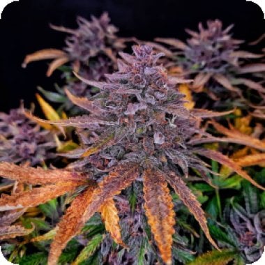 Top  Shelf  Elite  Cannabis  Seeds  Auto  Black  Sundae