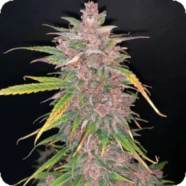 Top  Shelf  Elite  Cannabis  Seeds  Auto  Blueberry  Sugar  Pine