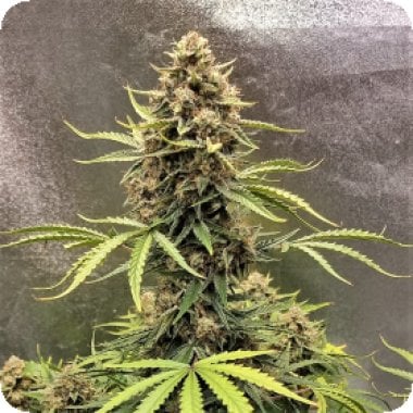 Top  Shelf  Elite  Cannabis  Seeds  Auto  Cookie  Breath