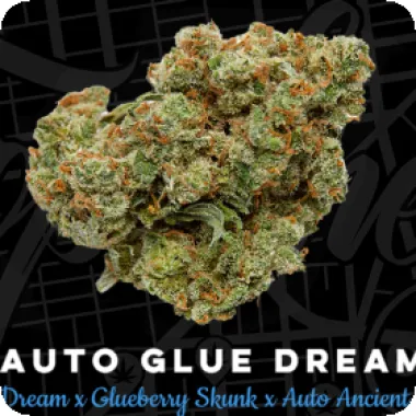 Top  Shelf  Elite  Cannabis  Seeds  Auto  Glue  Dream