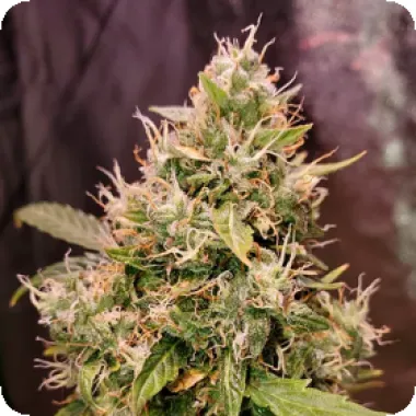 Top  Shelf  Elite  Cannabis  Seeds  Auto  Gucci  Dreams