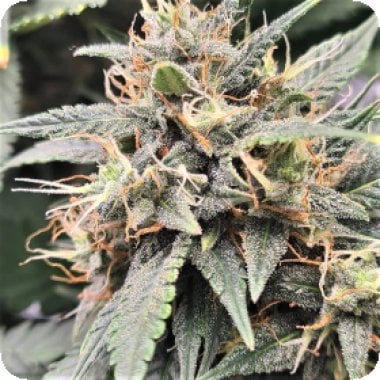 Top  Shelf  Elite  Cannabis  Seeds  Auto  Mac  Flurry