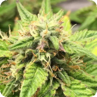 Top  Shelf  Elite  Cannabis  Seeds  Auto  Moon  Fruit