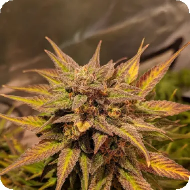 Top  Shelf  Elite  Cannabis  Seeds  Auto  Pineapple  Crack