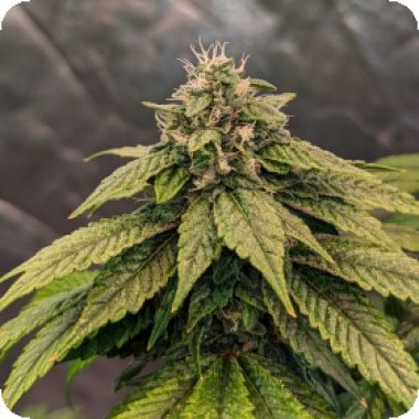 Top  Shelf  Elite  Cannabis  Seeds  Auto  Pink  Gelati