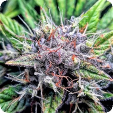 Top  Shelf  Elite  Cannabis  Seeds  Auto  Sherbert  Mimosa
