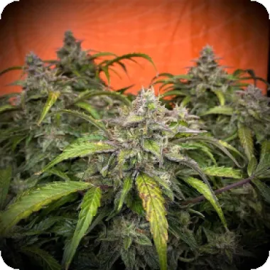 Top Shelf Elite Cannabis Seeds Auto Silver Napalm