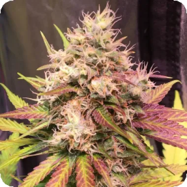 Top Shelf Elite Cannabis Seeds Auto Skush