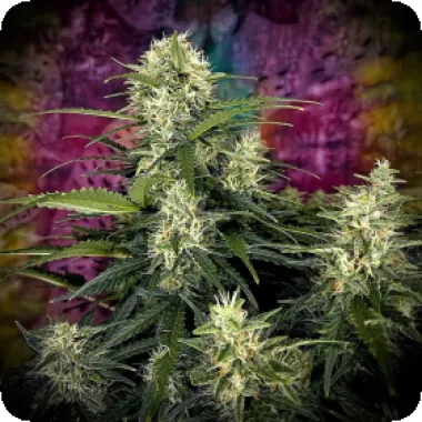 Top Shelf Elite Cannabis Seeds Auto Truffle Berry