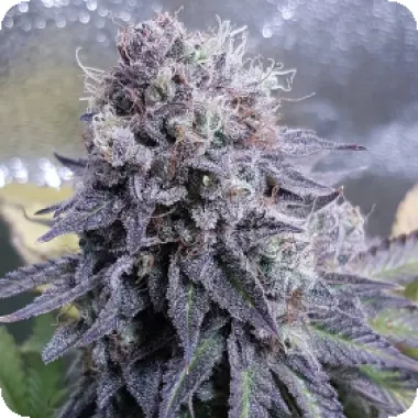 Top  Shelf  Elite  Cannabis  Seeds  Black  Valium