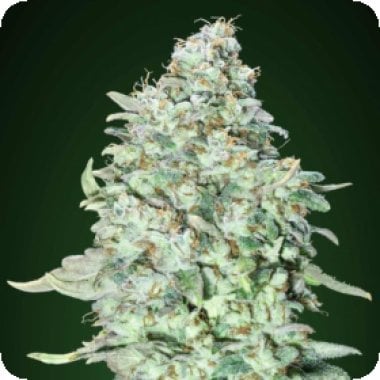 Top  Shelf  Elite  Cannabis  Seeds  Gucci  Dreams
