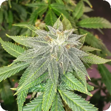 Top  Shelf  Elite  Cannabis  Seeds  Moon  Fruit