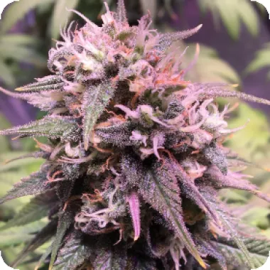 Top  Shelf  Elite  Cannabis  Seeds  San  Francisco  Sour  Dough
