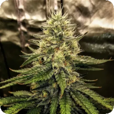 Top Shelf Elite Cannabis Seeds Silver Napalm