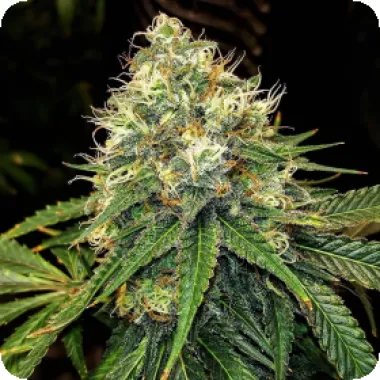 Top Shelf Elite Cannabis Seeds Truffle Berry