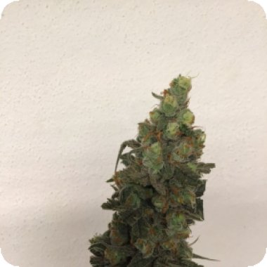 Trichome  Jungle  Cannabis  Seeds  Tropical  Orange  Soul