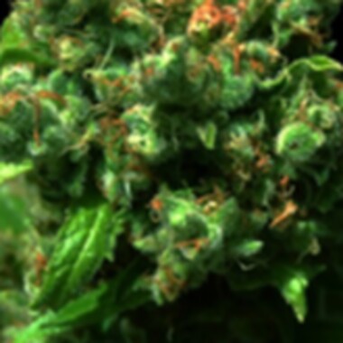 Vip  Cannabis  Seeds  Love  Peace