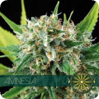 Vision Cannabis Seeds Amnesia