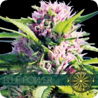 Vision Cannabis Seeds Blue Power
