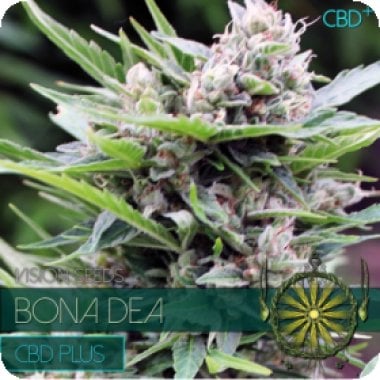 Vision Cannabis Seeds Bona Dea Cbd