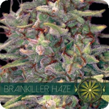 Vision Cannabis Seeds Brainkiller Haze