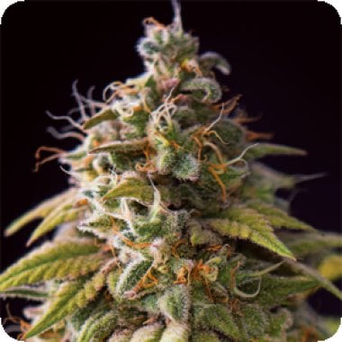 Vision Cannabis Seeds Caramel Monster