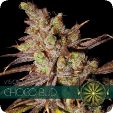 Vision Cannabis Seeds Choco Bud