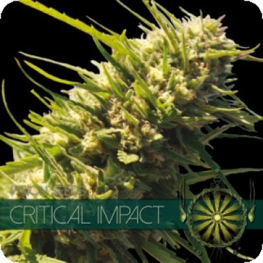 Vision Cannabis Seeds Critical Impact