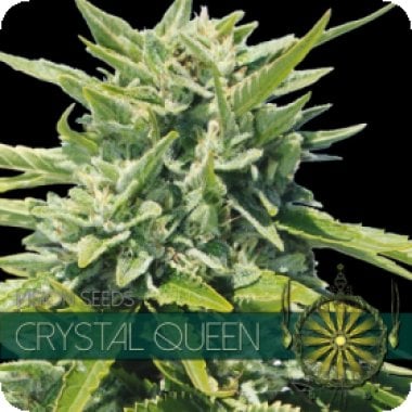 Vision Cannabis Seeds Crystal Queen