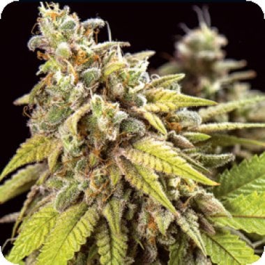 Vision Cannabis Seeds Doctor Jamaica Auto
