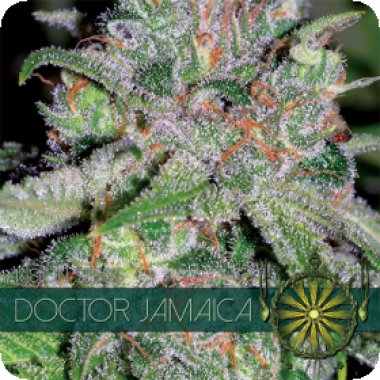 Vision Cannabis Seeds Doctor Jamaica