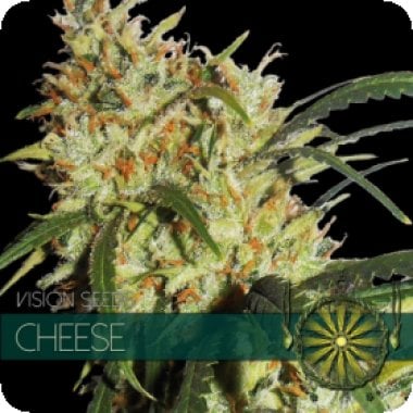 Vision Cannabis Seeds Gouda S Grass