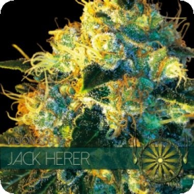 Vision Cannabis Seeds Jack Herer