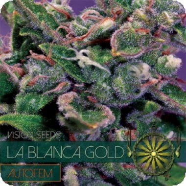Vision Cannabis Seeds La Blanca Gold Auto