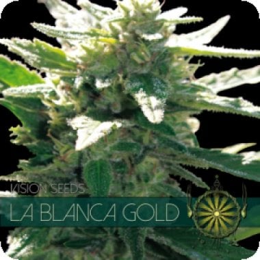 Vision Cannabis Seeds La Blanca Gold