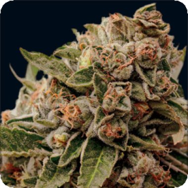 Vision Cannabis Seeds Lambs Breath X Ak 49