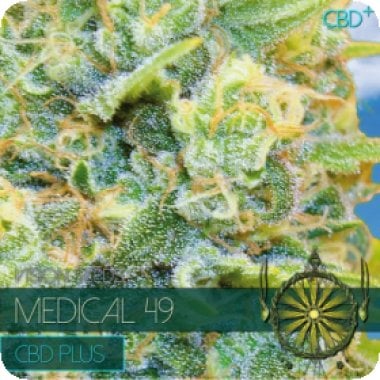 Vision Cannabis Seeds Medical 49 Cbd