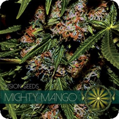 Vision Cannabis Seeds Mighty Mango Bud