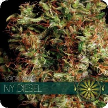 Vision Cannabis Seeds Ny Diesel