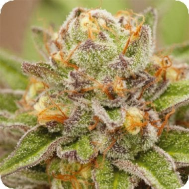 Vision Cannabis Seeds Pure Gelato