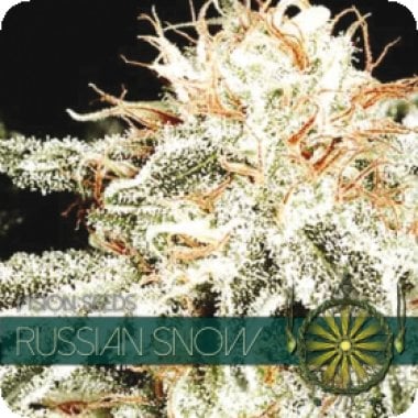 Vision Cannabis Seeds Russian Snow