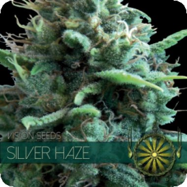 Vision Cannabis Seeds Silver Haze
