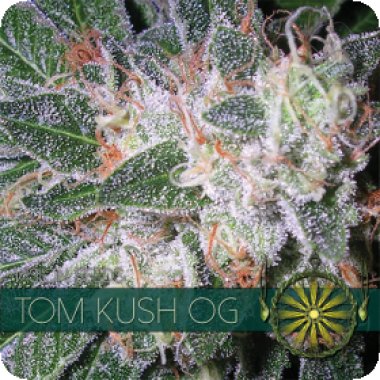 Vision Cannabis Seeds Tom Kush Og