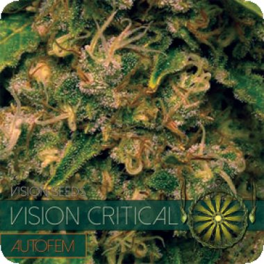 Vision Cannabis Seeds Vision Critical Auto