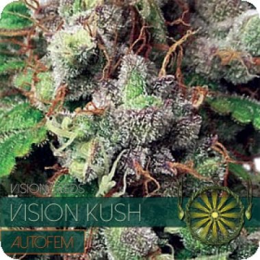 Vision Cannabis Seeds Vision Kush Auto