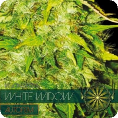 Vision Cannabis Seeds White Widow Auto