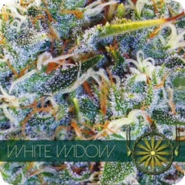 Vision  Cannabis  Seeds  White  Widow