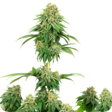 White Label Cannabis Seeds American Line Girl Scout Cookies