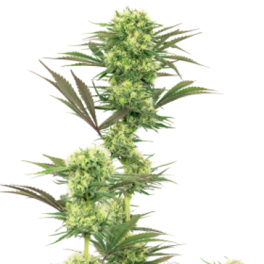 White Label Cannabis Seeds American Line Guava Jelly