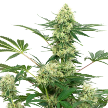 White Label Cannabis Seeds American Line Wedding Cheesecake